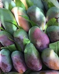 مانجو صديقة